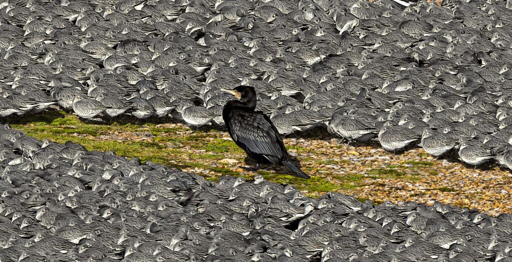 A lone cormorant (predator) isolated in the middle of a huge flock of mainly knot - that want to keep their distance...