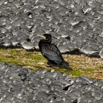 A lone cormorant (predator) isolated in the middle of a huge flock of mainly knot - that want to keep their distance...