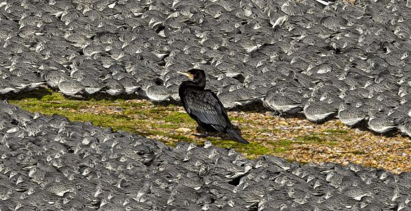 A lone cormorant (predator) isolated in the middle of a huge flock of mainly knot - that want to keep their distance...