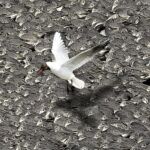 Black-hooded Gull looking for somewhere to land