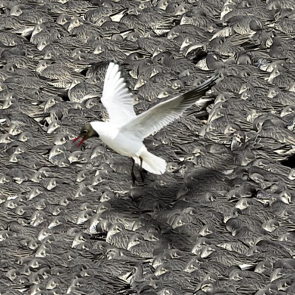 Black-hooded Gull looking for somewhere to land