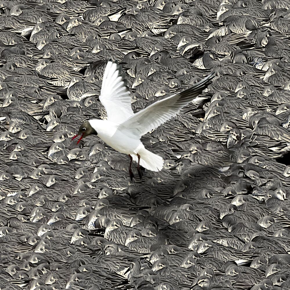 Black-hooded Gull looking for somewhere to land