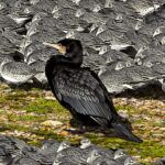 Cormorant close-up