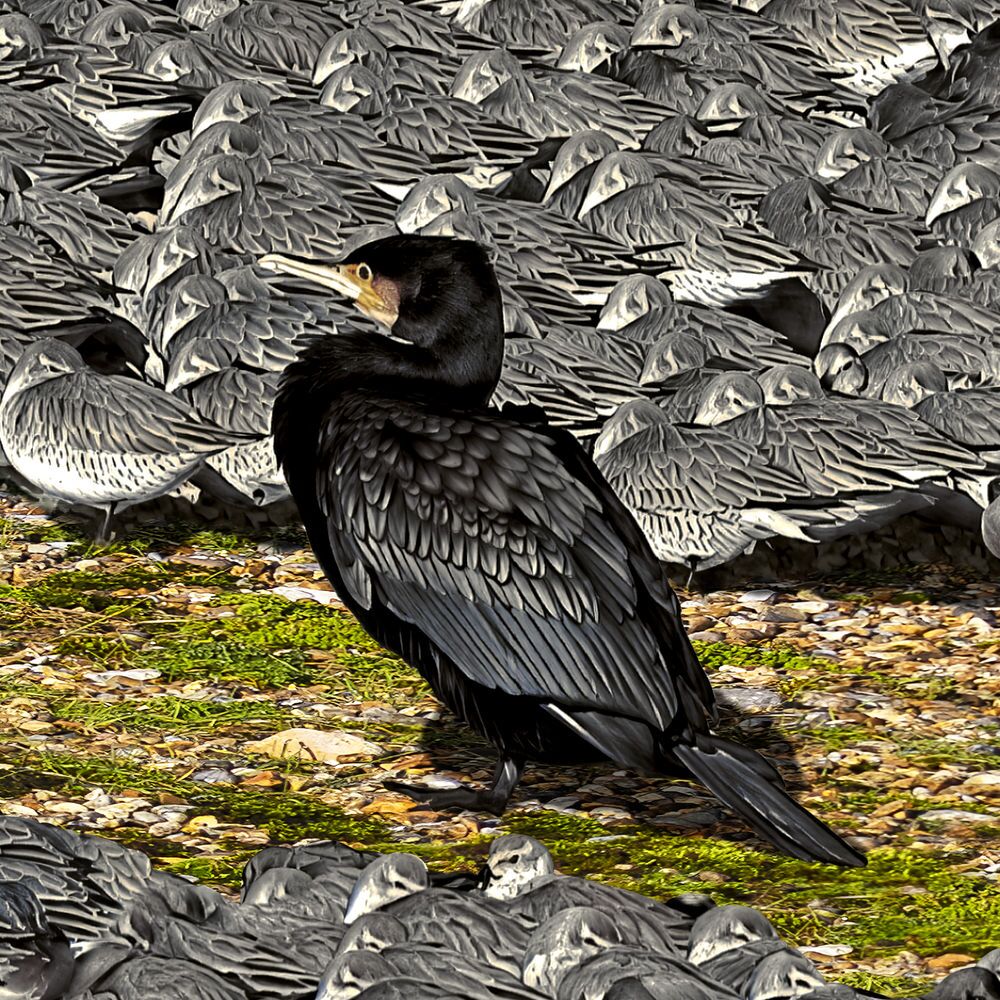 Cormorant close-up