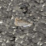 Identity - Bar-Tailed Godwit engulfed by hundreds of Knot detail