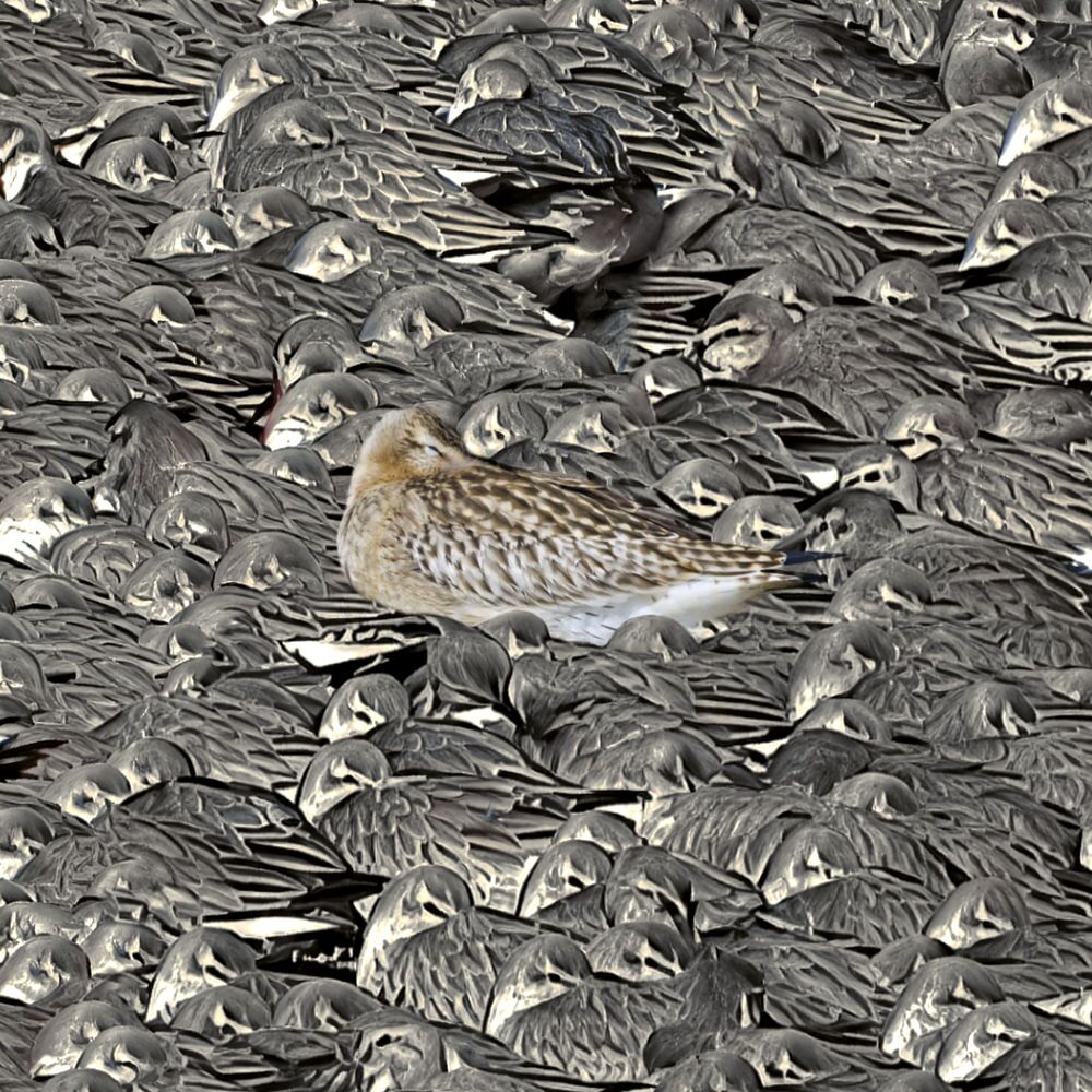 Identity - Bar-Tailed Godwit engulfed by hundreds of Knot detail