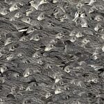 Identity - Knot huddling together detail