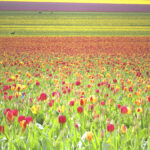 Depth of Tulip Field, 2006