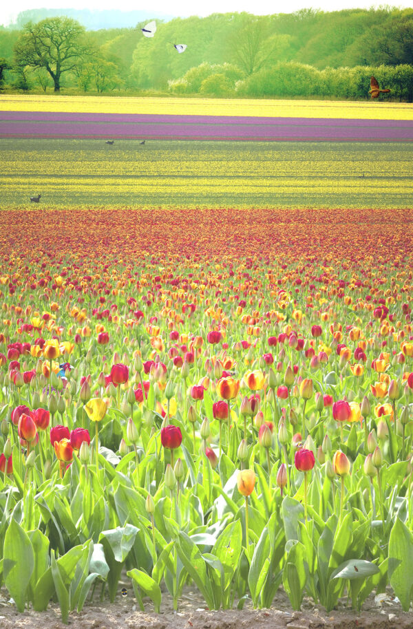 Depth of Tulip Field, 2006